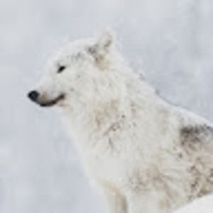 Meet your Posher, Machiko